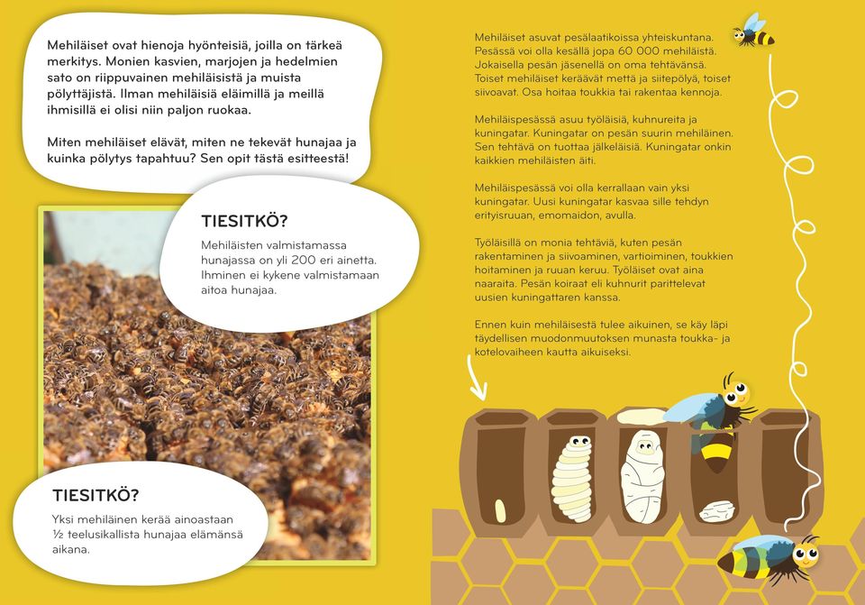 ehiläisten valmistamassa hunajassa on yli 200 eri ainetta. hminen ei kykene valmistamaan aitoa hunajaa. ehiläiset asuvat pesälaatikoissa yhteiskuntana. esässä voi olla kesällä jopa 60 000 mehiläistä.