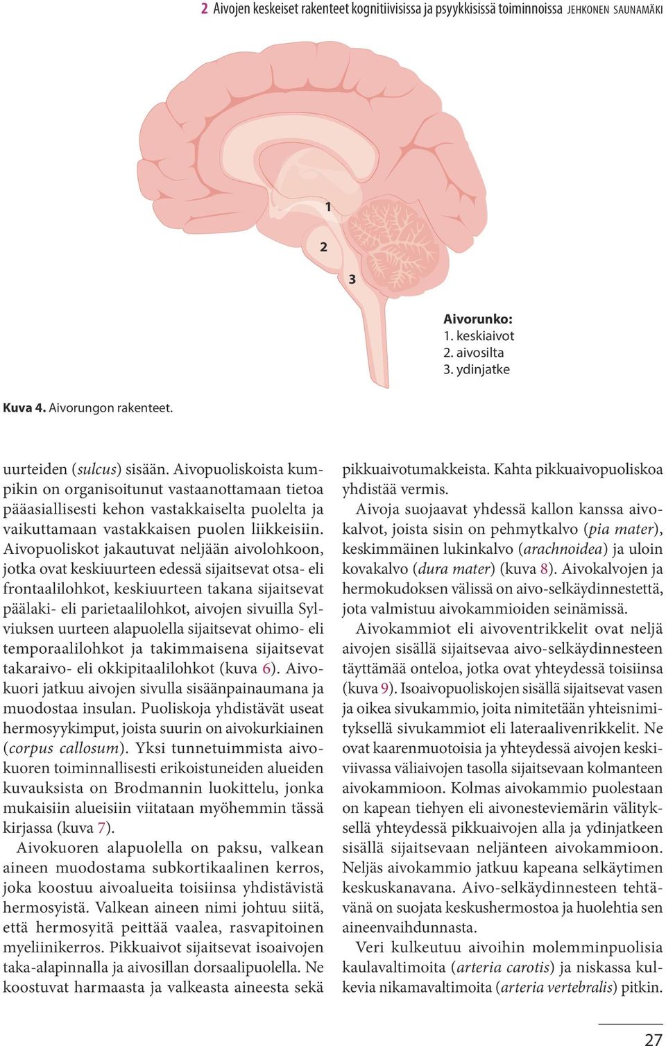 Aivopuoliskot jakautuvat neljään aivolohkoon, jotka ovat keskiuurteen edessä sijaitsevat otsa- eli frontaalilohkot, keskiuurteen takana sijaitsevat päälaki- eli parietaalilohkot, aivojen sivuilla