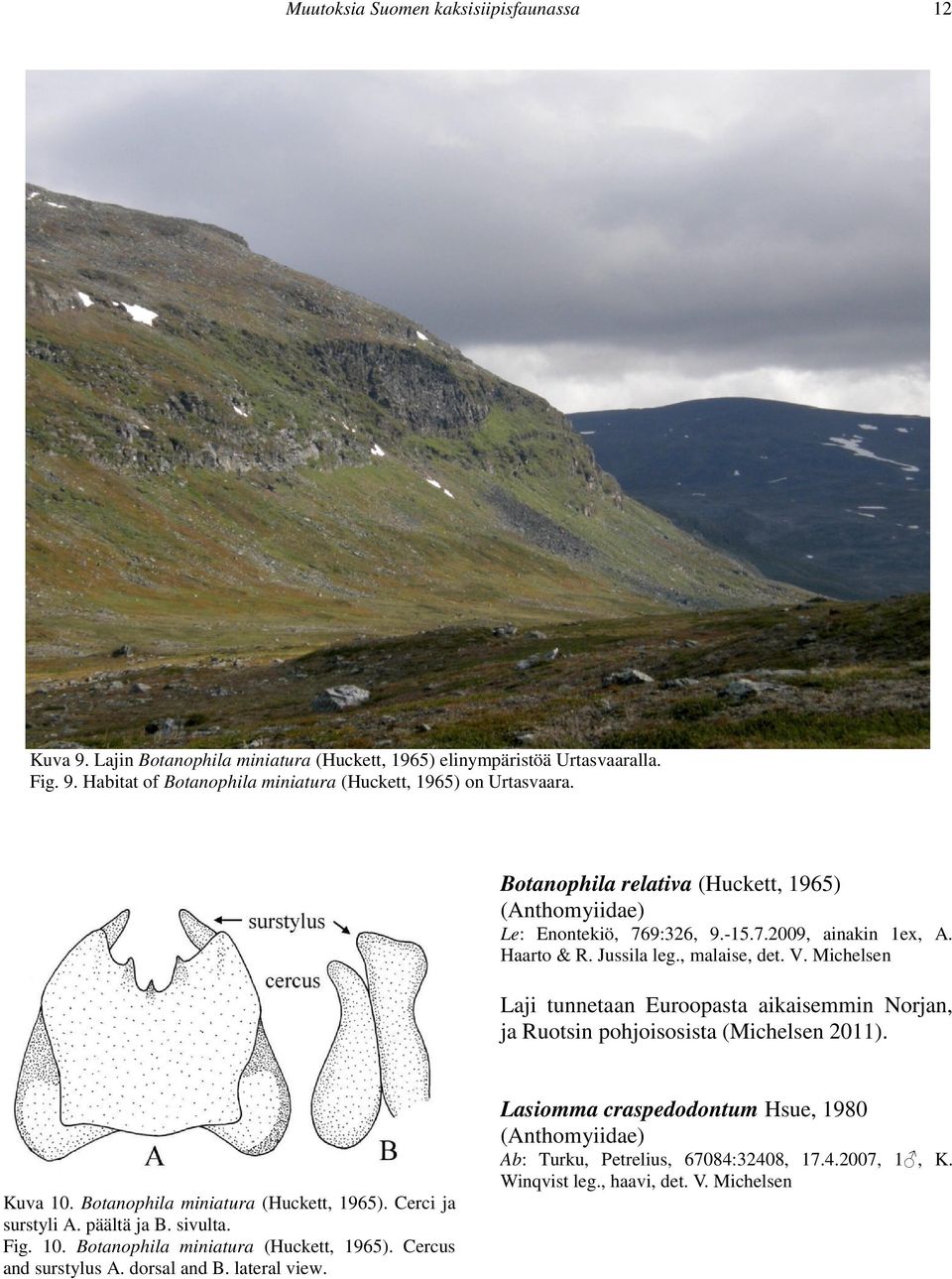 Michelsen Laji tunnetaan Euroopasta aikaisemmin Norjan, ja Ruotsin pohjoisosista (Michelsen 2011). Lasiomma craspedodontum Hsue, 1980 (Anthomyiidae) Ab: Turku, Petrelius, 67084:32408, 17.4.2007, 1, K.