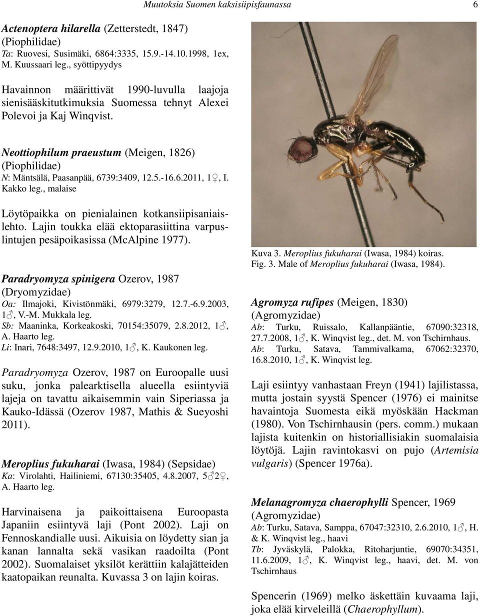 Muutoksia Suomen kaksisiipisfaunassa 6 Neottiophilum praeustum (Meigen, 1826) (Piophilidae) N: Mäntsälä, Paasanpää, 6739:3409, 12.5.-16.6.2011, 1, I. Kakko leg.