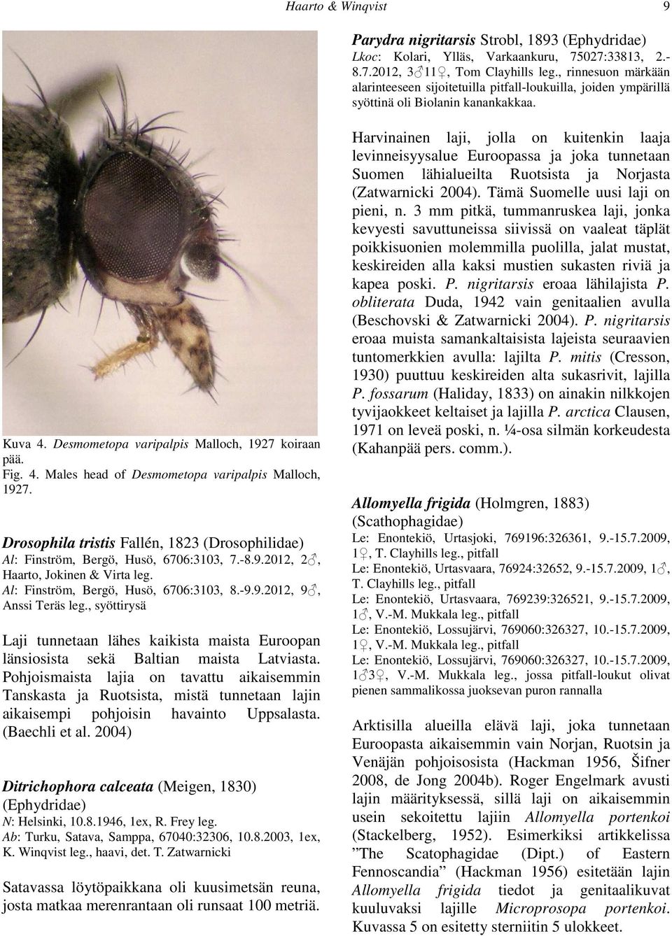 Drosophila tristis Fallén, 1823 (Drosophilidae) Al: Finström, Bergö, Husö, 6706:3103, 7.-8.9.2012, 2, Haarto, Jokinen & Virta leg. Al: Finström, Bergö, Husö, 6706:3103, 8.-9.9.2012, 9, Anssi Teräs leg.