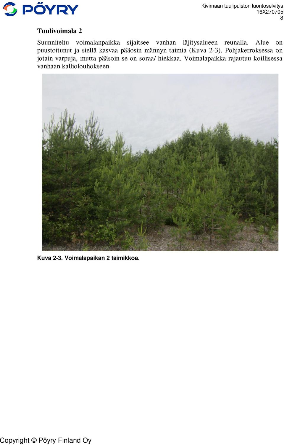 Alue on puustottunut ja siellä kasvaa pääosin männyn taimia (Kuva 2-3).