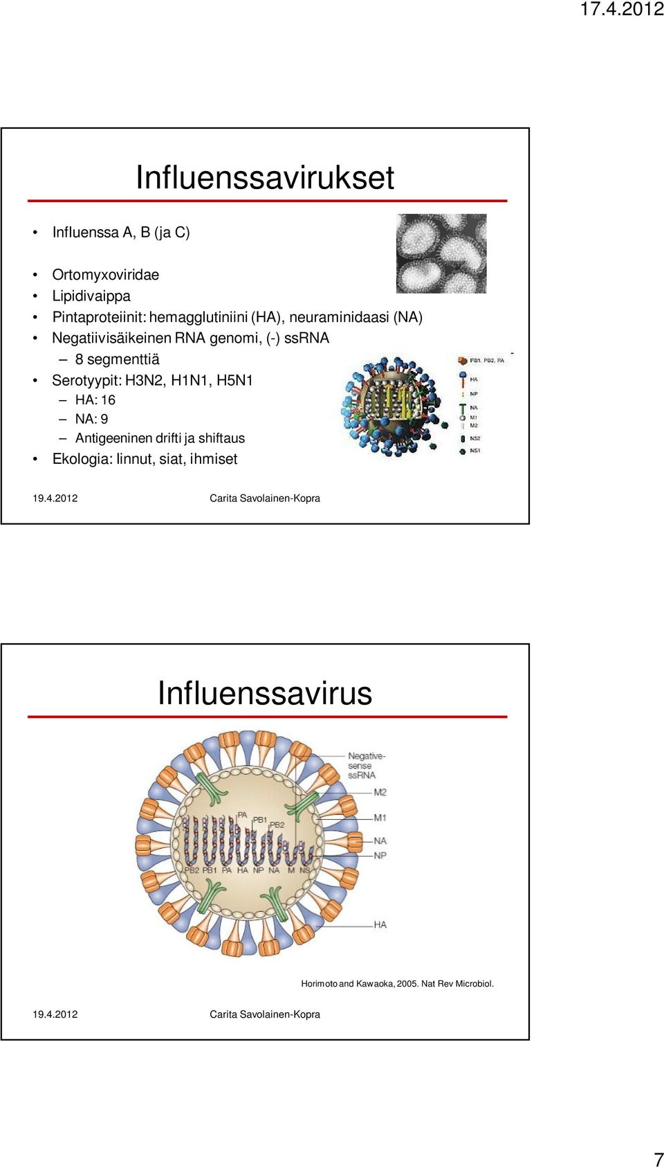 segmenttiä Serotyypit: H3N2, H1N1, H5N1 HA: 16 NA: 9 Antigeeninen drifti ja shiftaus