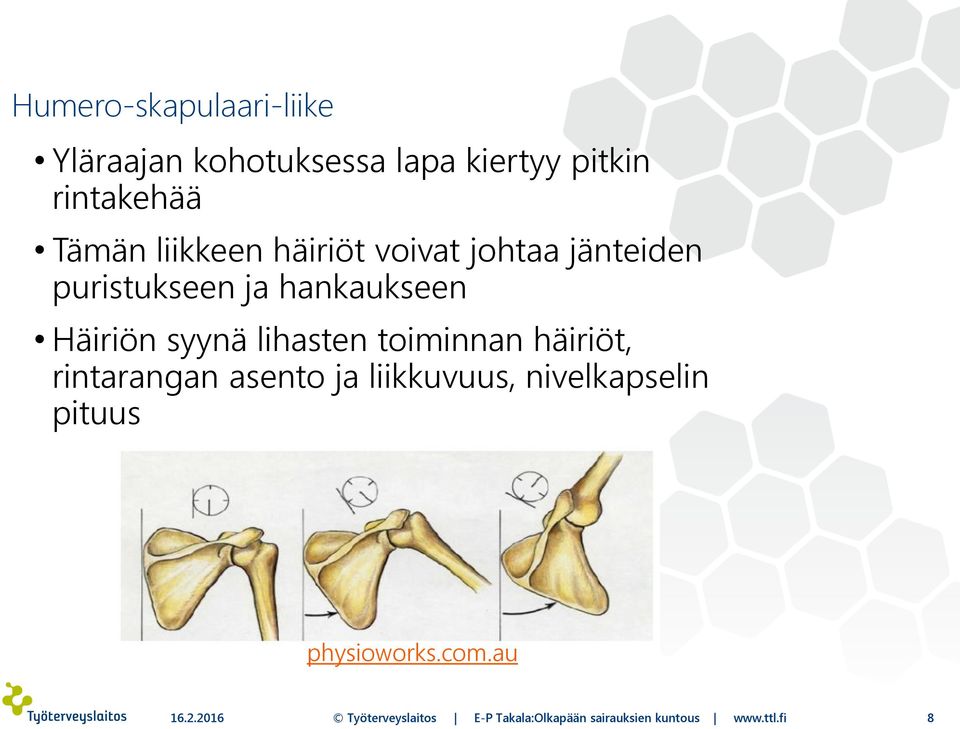 lihasten toiminnan häiriöt, rintarangan asento ja liikkuvuus, nivelkapselin pituus