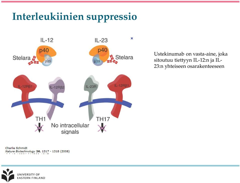 joka sitoutuu tiettyyn IL-12:n