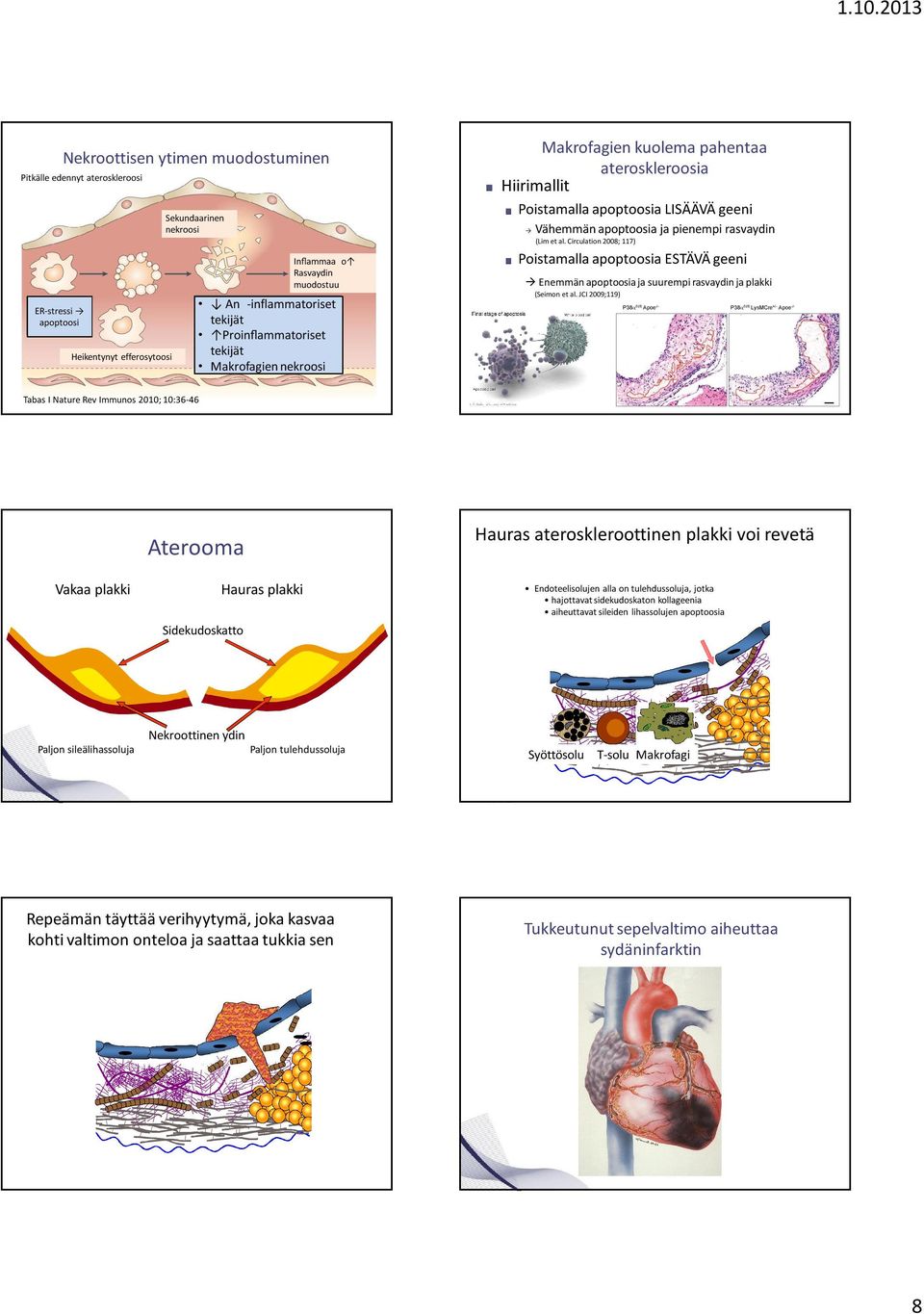 Circulation 2008; 117) Inﬂammaa o Rasvaydin muodostuu ER-stressi apoptoosi Heikentynyt efferosytoosi An -inflammatoriset tekijät Proinﬂammatoriset tekijät Makrofagien nekroosi Poistamalla apoptoosia