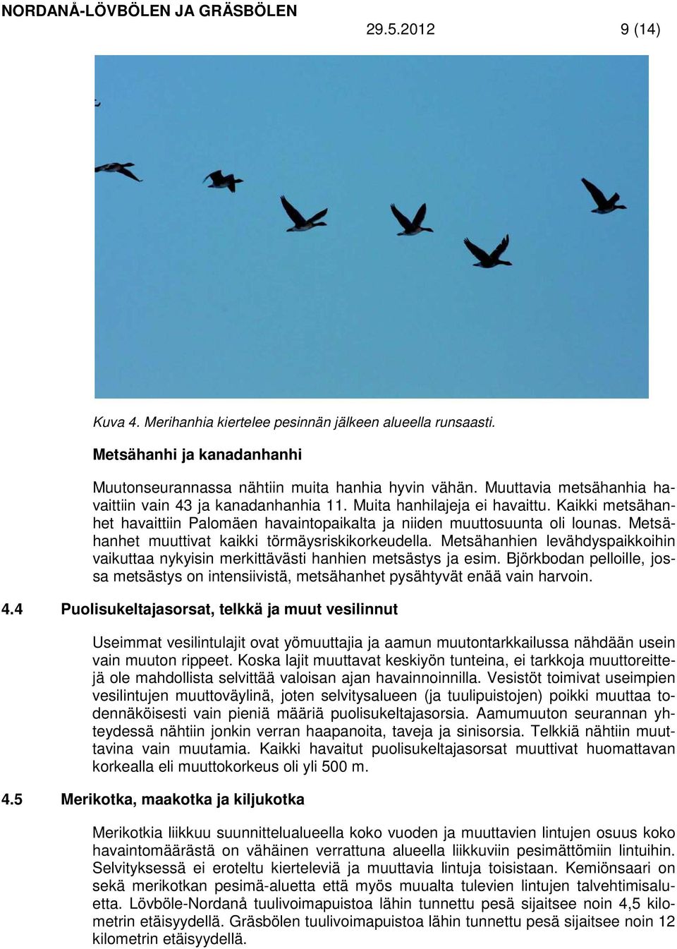 Metsähanhet muuttivat kaikki törmäysriskikorkeudella. Metsähanhien levähdyspaikkoihin vaikuttaa nykyisin merkittävästi hanhien metsästys ja esim.