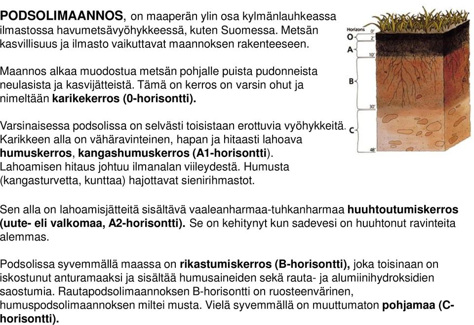 Varsinaisessa podsolissa on selvästi toisistaan erottuvia vyöhykkeitä. Karikkeen alla on vähäravinteinen, hapan ja hitaasti lahoava humuskerros, kangashumuskerros (A1horisontti).