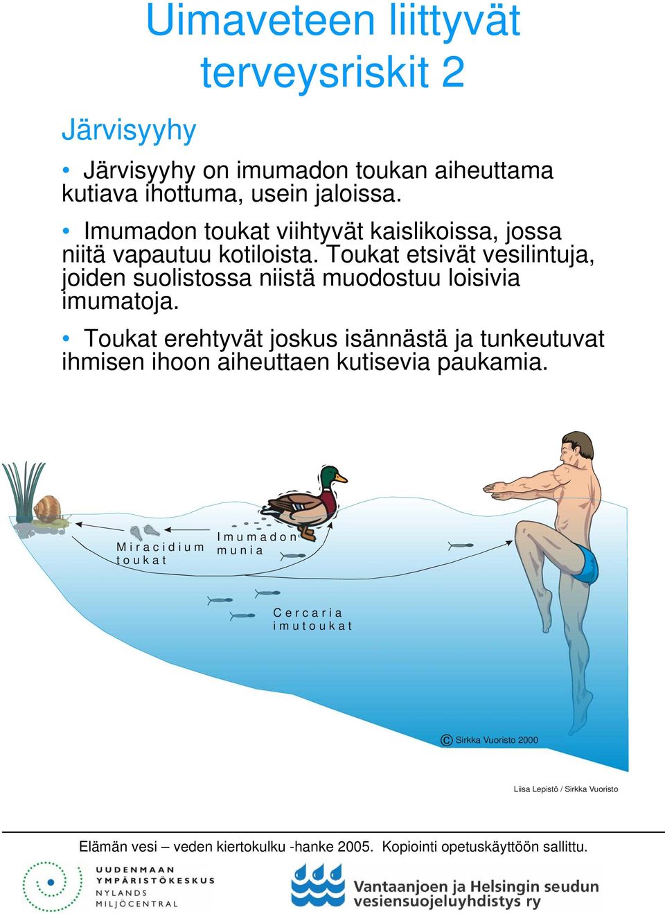 Toukat etsivät vesilintuja, joiden suolistossa niistä muodostuu loisivia imumatoja.