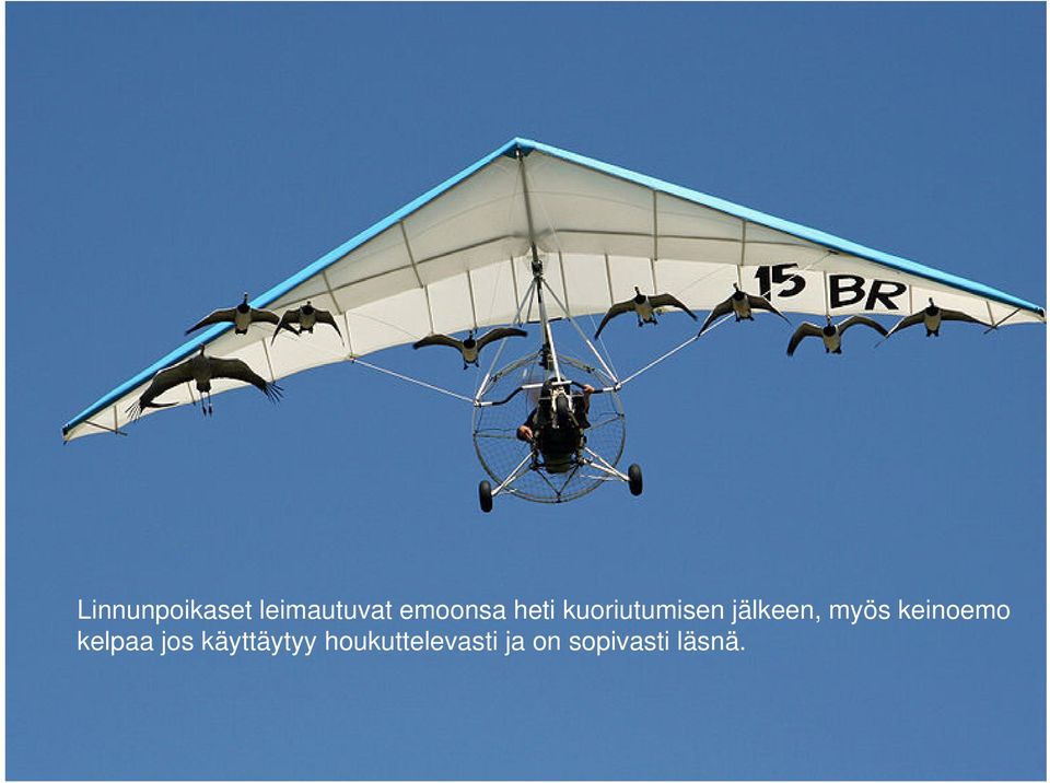 keinoemo kelpaa jos käyttäytyy