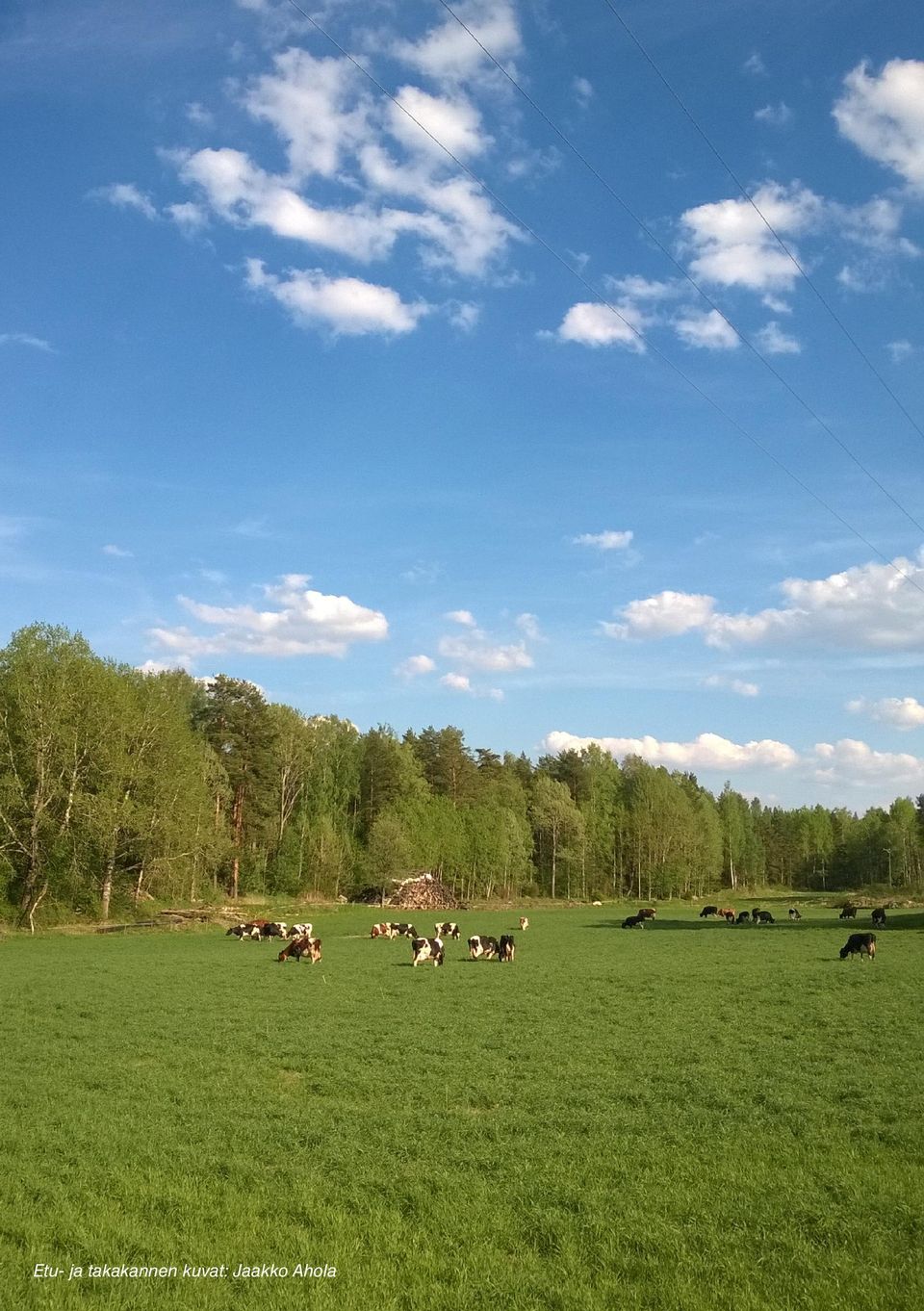 kuvat:
