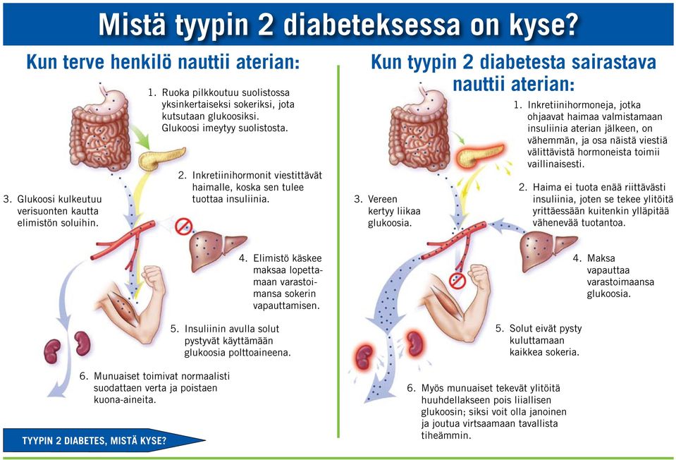 Kun tyypin 2 diabetesta sairastava nauttii aterian: 3. Vereen kertyy liikaa glukoosia. 1.