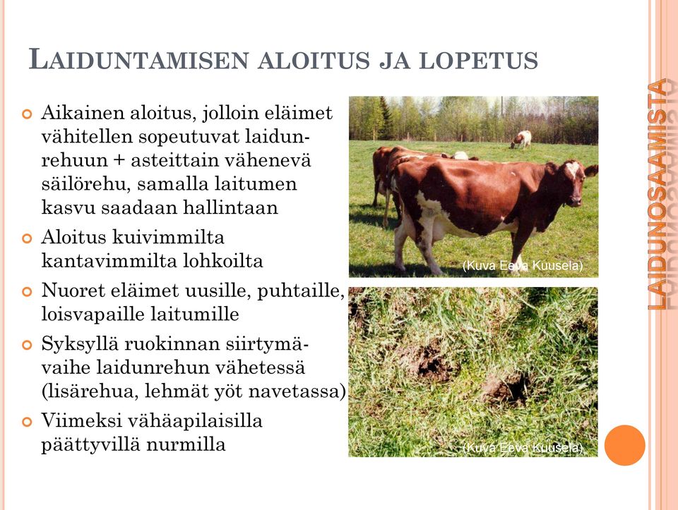 lohkoilta Nuoret eläimet uusille, puhtaille, loisvapaille laitumille Syksyllä ruokinnan siirtymävaihe laidunrehun