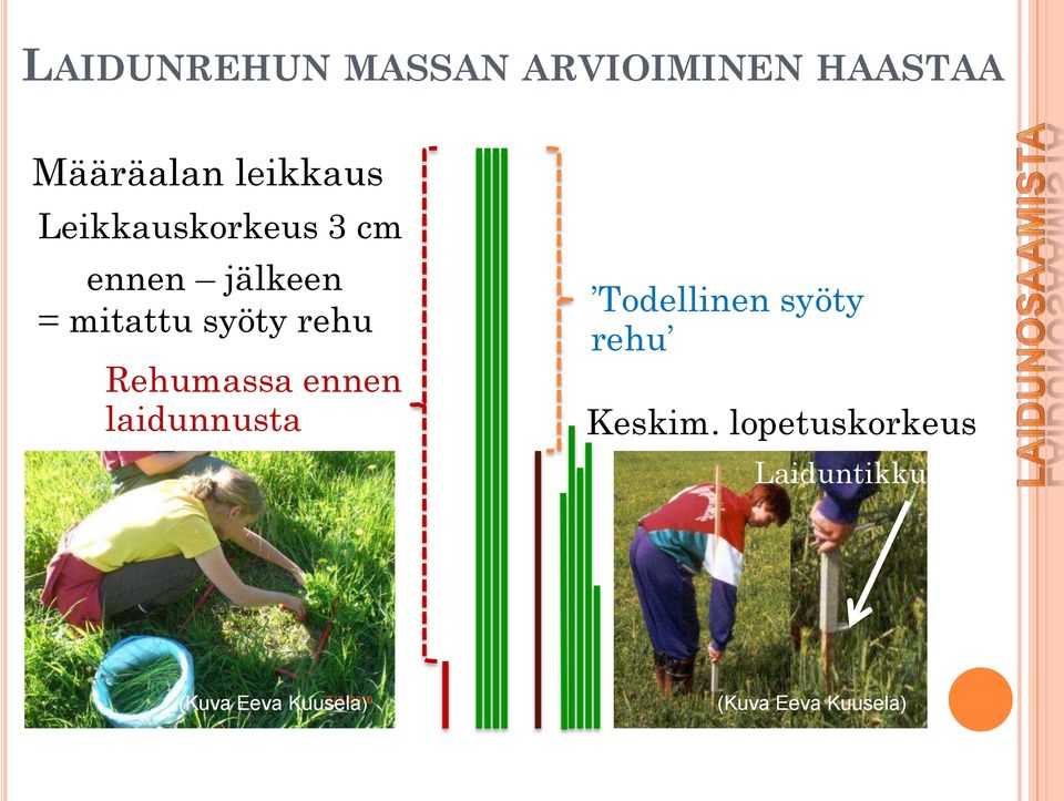 Rehumassa ennen laidunnusta Todellinen syöty rehu Keskim.