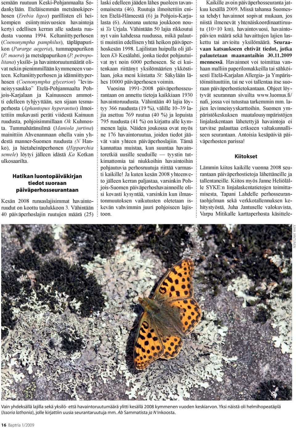 Keltaniittyperhosen (Coenonympha pamphilus), täpläpapurikon (Pararge aegeria), tummapapurikon (P. maera) ja metsäpapurikon (P.