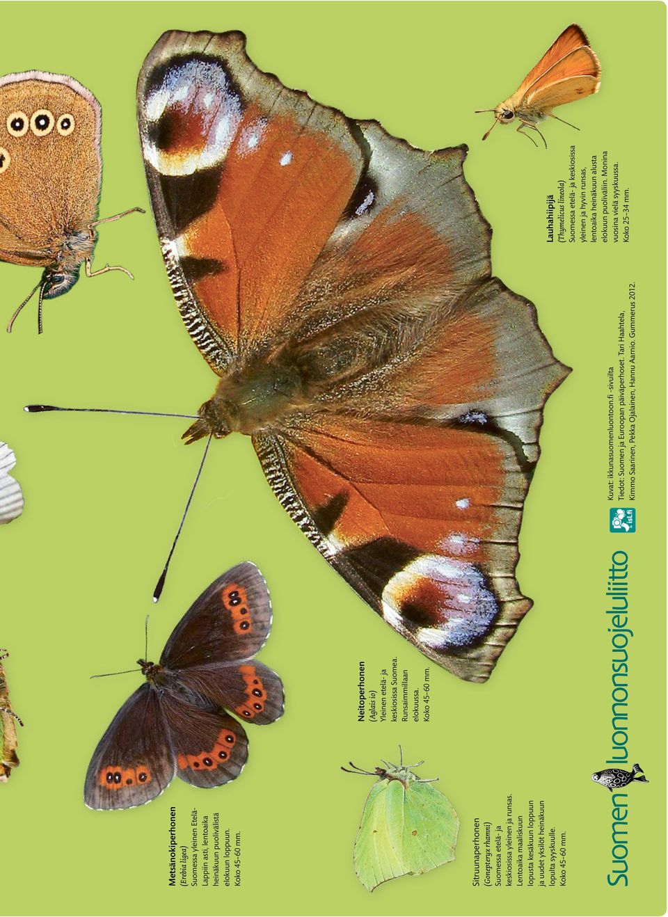 Metsänokiperhonen (Aglais io) Yleinen etelä- ja keskiosissa Suomea. Runsaimmillaan elokuussa. Koko 45 60 mm. Neitoperhonen Kuvat: ikkunasuomenluontoon.
