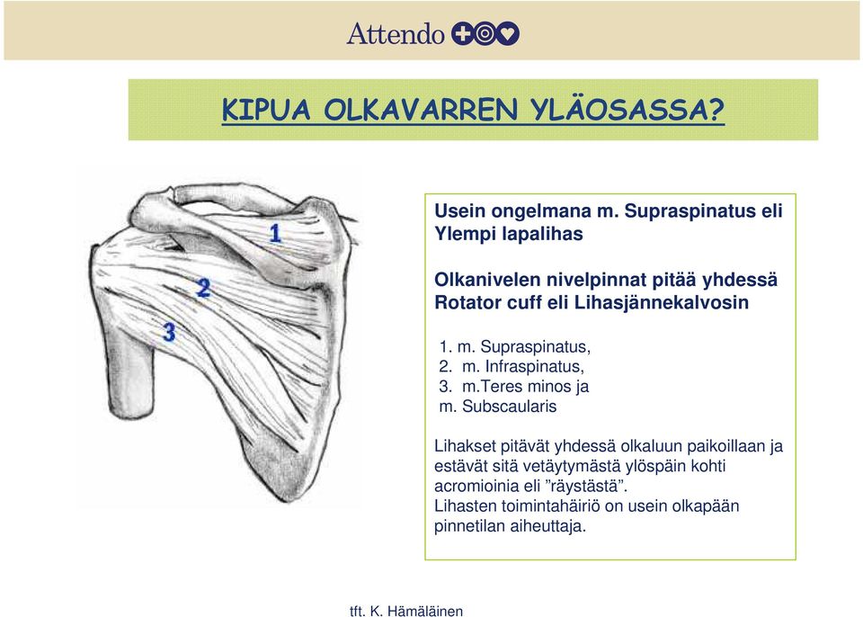 1. m. Supraspinatus, 2. m. Infraspinatus, 3. m.teres minos ja m.