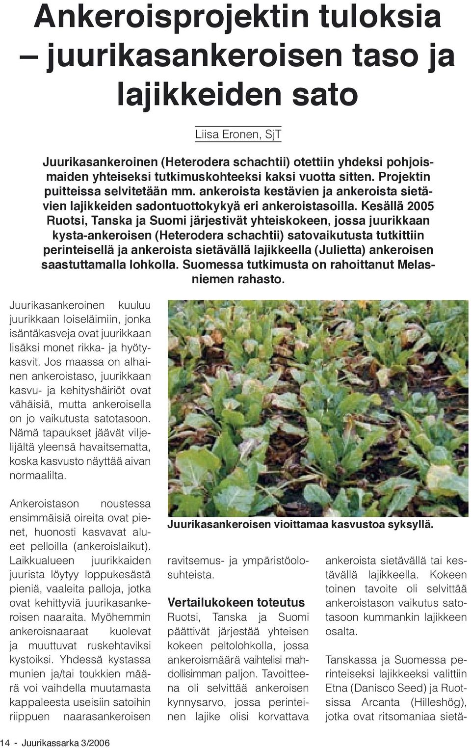 Nämä tapaukset jäävät viljelijältä yleensä havaitsematta, koska kasvusto näyttää aivan normaalilta.