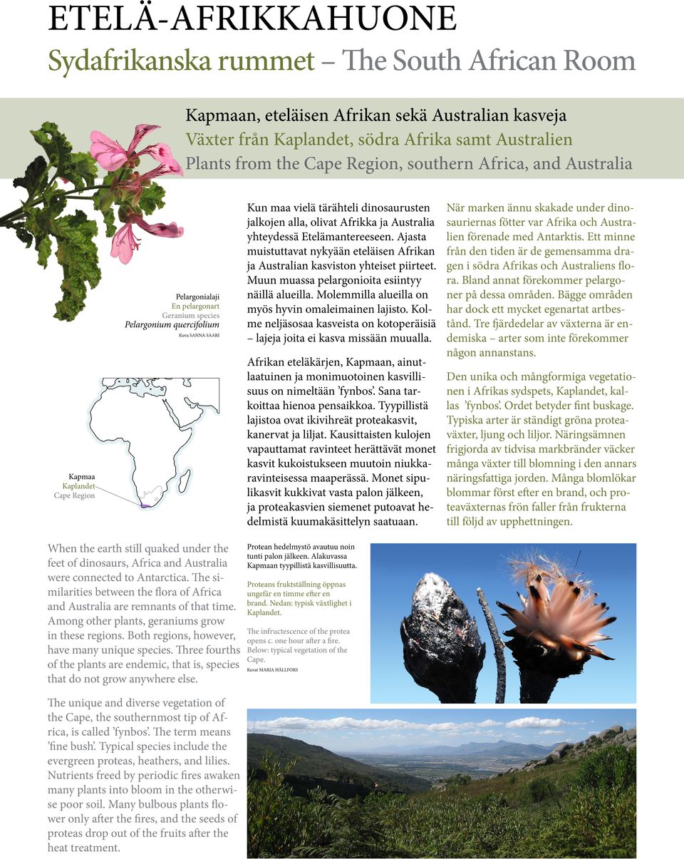 ja Australia yhteydessä Etelämantereeseen. Ajasta muistuttavat nykyään eteläisen Afrikan ja Australian kasviston yhteiset piirteet. Muun muassa pelargonioita esiintyy näillä alueilla.