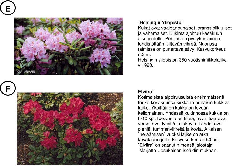 F Elviira` Kotimaisista alppiruusuista ensimmäisenä touko-kesäkuussa kirkkaan-punaisin kukkiva lajike. Yksittäinen kukka on leveän kellomainen. Yhdessä kukinnossa kukkia on 6-10 kpl.