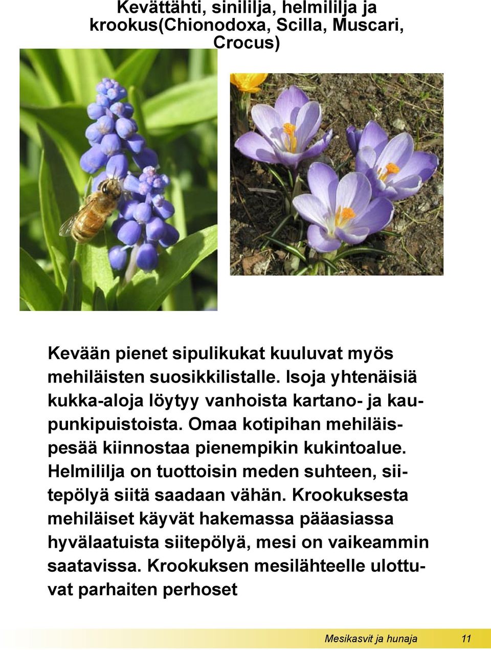 Omaa kotipihan mehiläispesää kiinnostaa pienempikin kukintoalue. Helmililja on tuottoisin meden suhteen, siitepölyä siitä saadaan vähän.