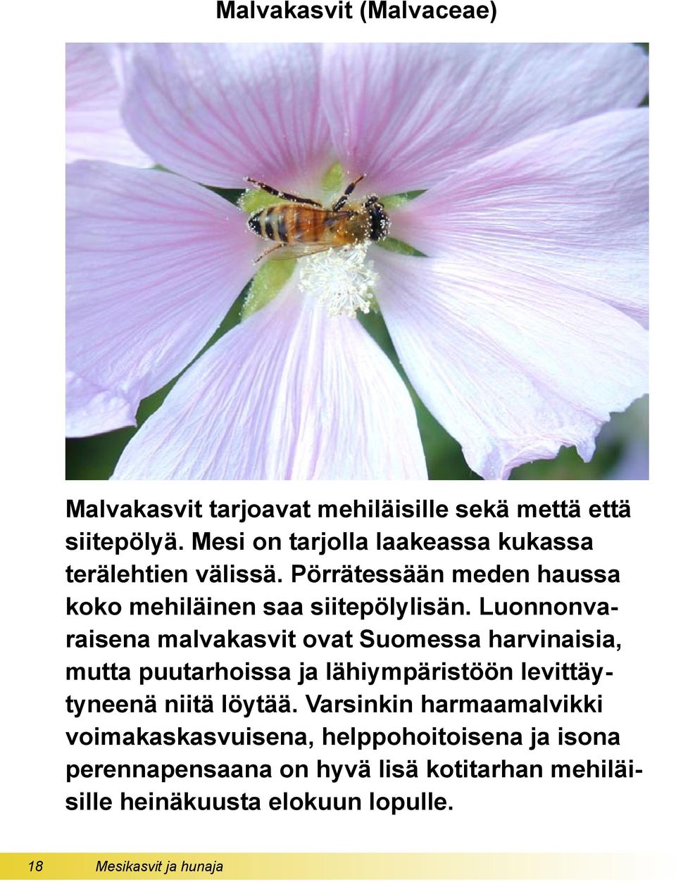 Luonnonvaraisena malvakasvit ovat Suomessa harvinaisia, mutta puutarhoissa ja lähiympäristöön levittäytyneenä niitä löytää.