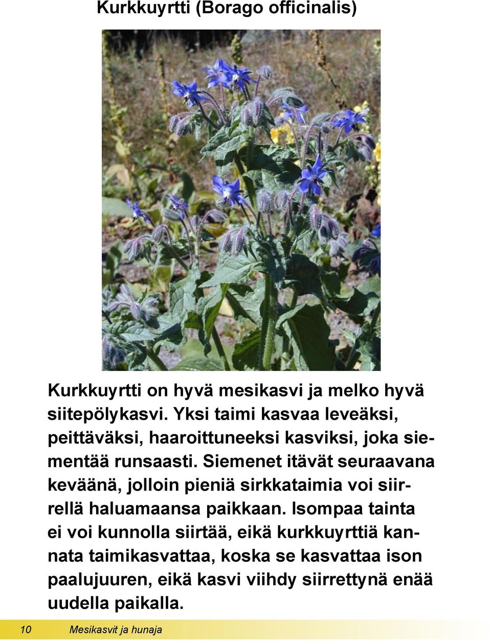 Siemenet itävät seuraavana keväänä, jolloin pieniä sirkkataimia voi siirrellä haluamaansa paikkaan.