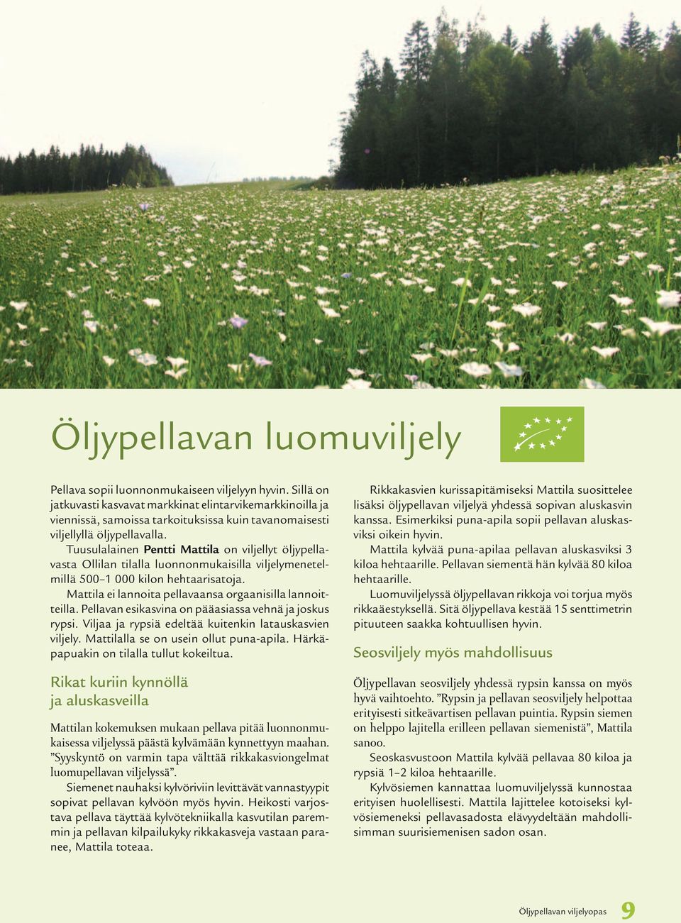 Tuusulalainen Pentti Mattila on viljellyt öljypellavasta Ollilan tilalla luonnonmukaisilla viljelymenetelmillä 500 1 000 kilon hehtaarisatoja.