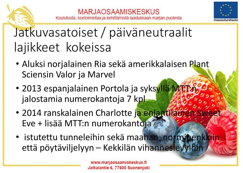 jalostamia numerokantoja 7 kpl 2014 ranskalainen Charlotte ja enlantilainen Sweet Eve + lisää