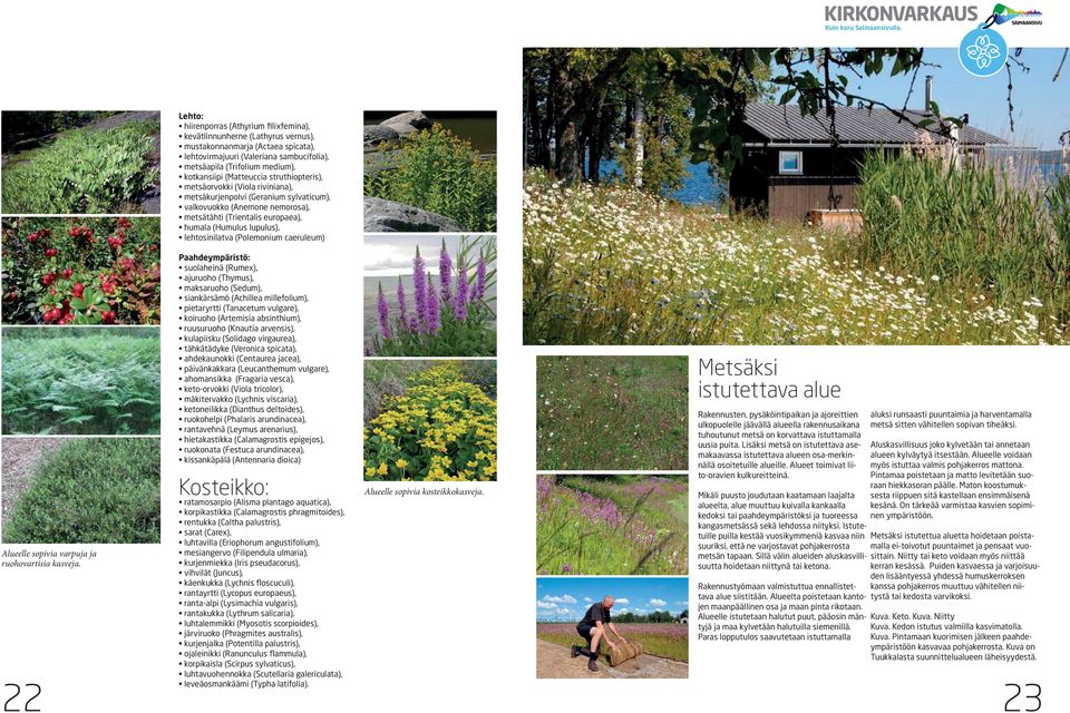 (Humulus lupulus), lehtosinilatva (Polemonium caeruleum) Paahdeympäristö: suolaheinä (Rumex), ajuruoho (Thymus), maksaruoho (Sedum), siankärsämö (Achillea millefolium), pietaryrtti (Tanacetum