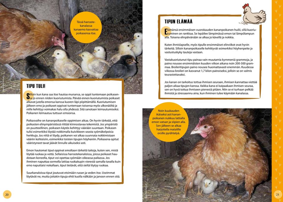 Silloin kananpoikaselle kehittyvät esimerkiksi höyhenpeite ja vastustuskyky tauteja vastaan. Kuva: Pasi Hellsten Tipu tuli!