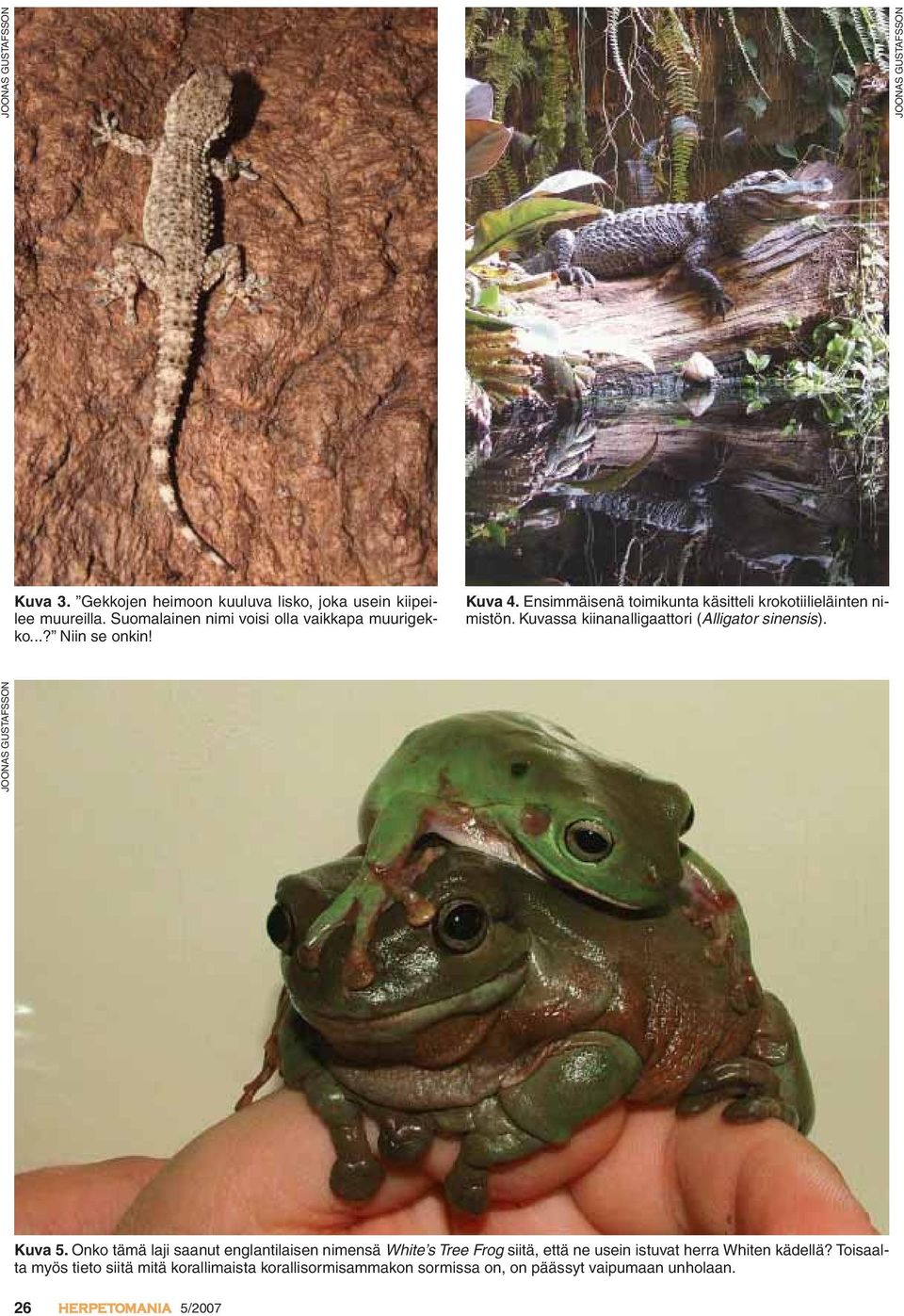 Kuvassa kiinanalligaattori (Alligator sinensis). Kuva 5.