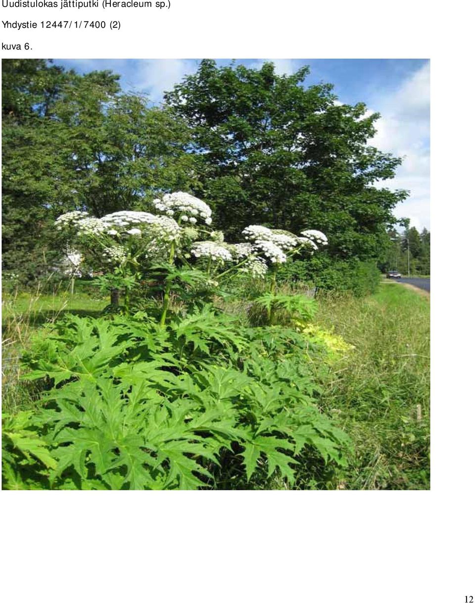 (Heracleum sp.