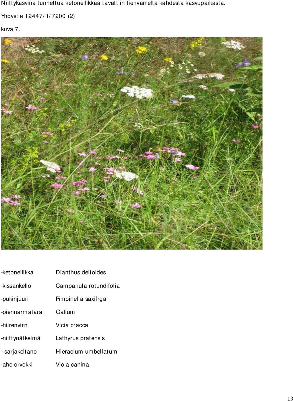 -ketoneilikka Dianthus deltoides -kissankello Campanula rotundifolia -pukinjuuri Pimpinella