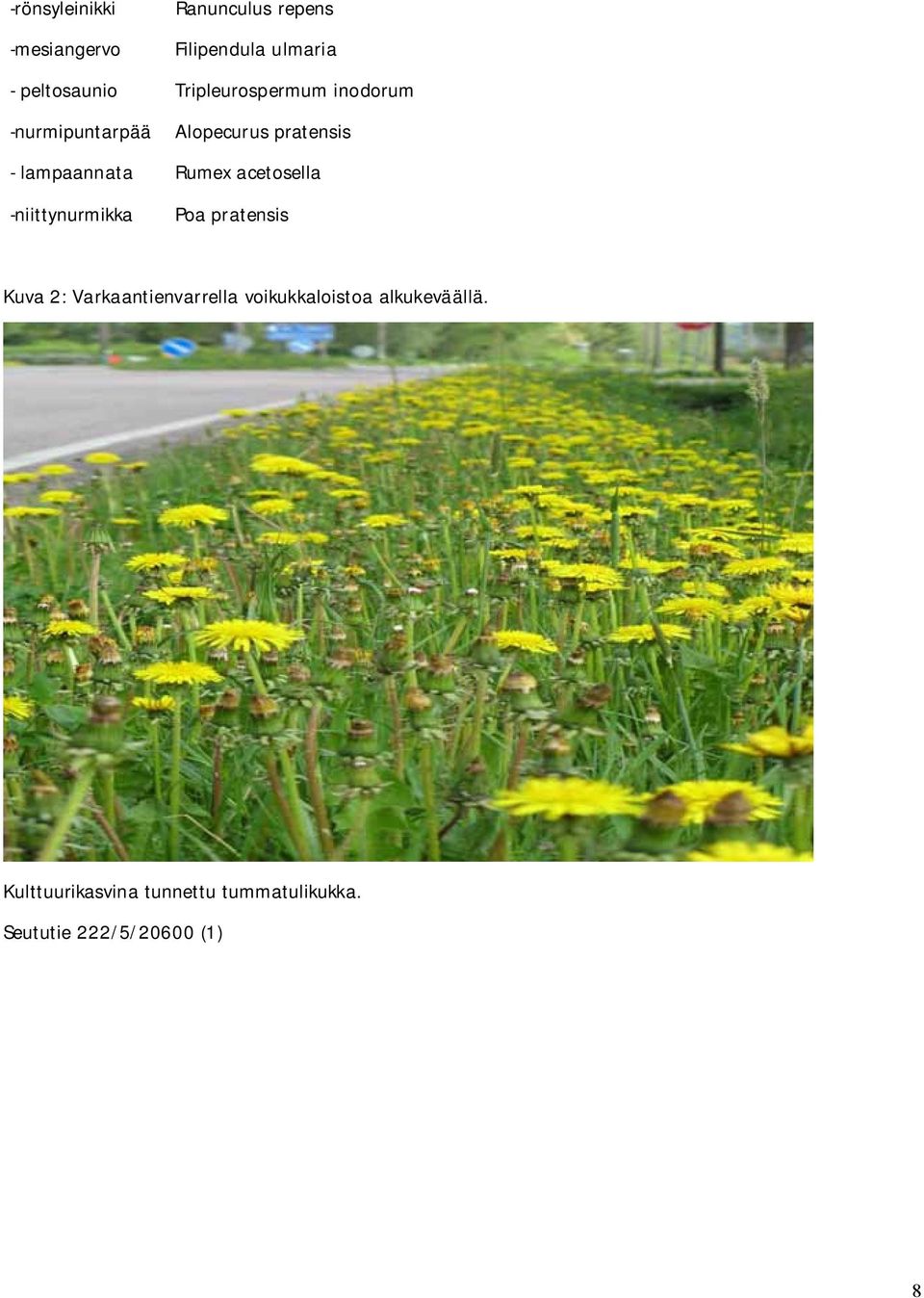 acetosella -niittynurmikka Poa pratensis Kuva 2: Varkaantienvarrella