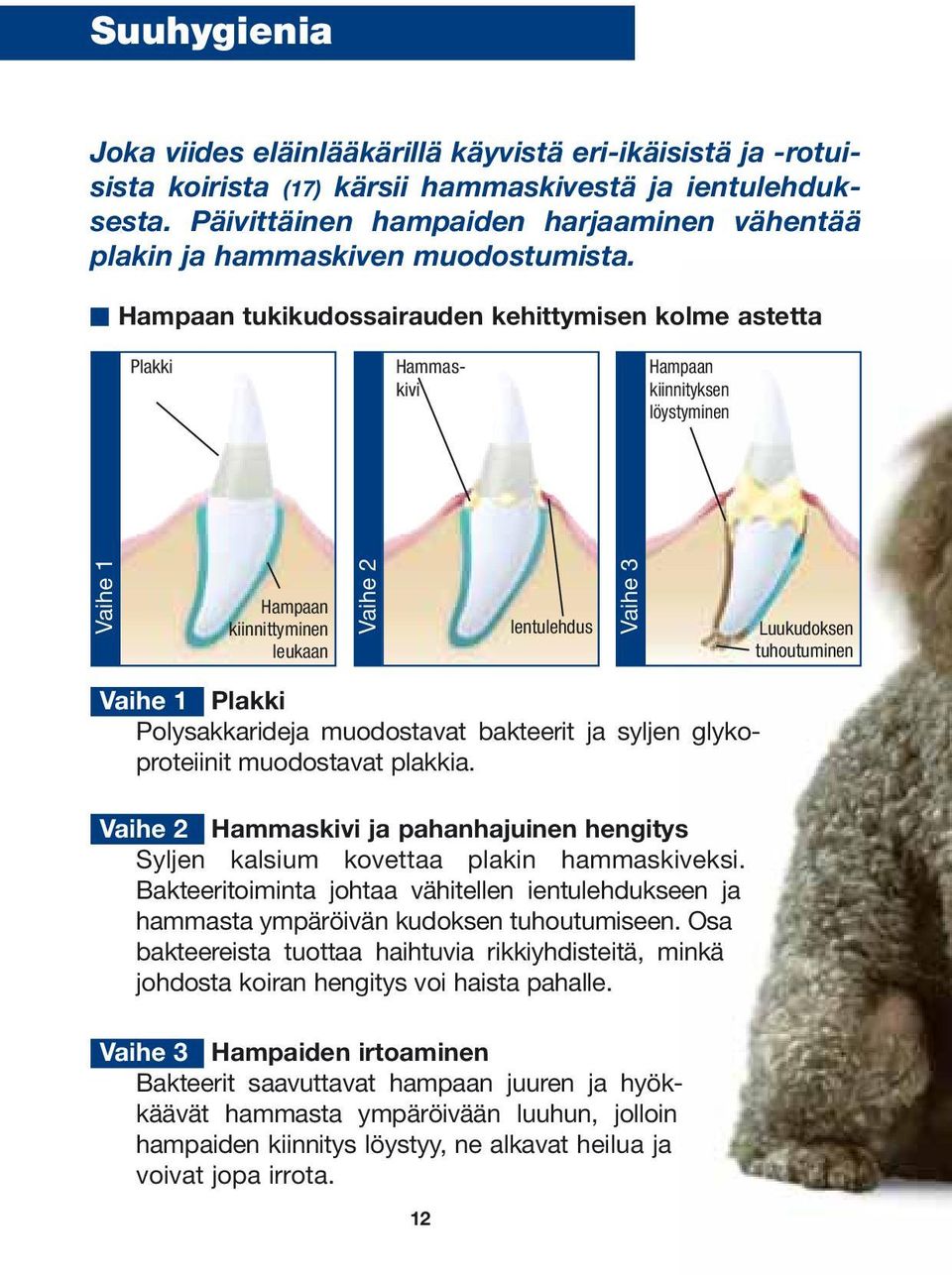 Hampaan tukikudossairauden kehittymisen kolme astetta Plakki Hammaskivi Hampaan kiinnityksen löystyminen Vaihe 1 Hampaan kiinnittyminen leukaan Vaihe 2 Ientulehdus Vaihe 3 Luukudoksen tuhoutuminen