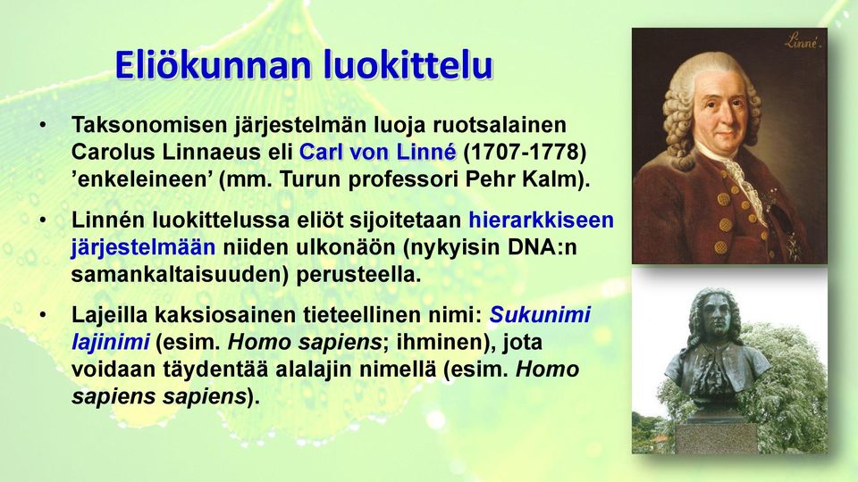 Linnén luokittelussa eliöt sijoitetaan hierarkkiseen järjestelmään niiden ulkonäön (nykyisin DNA:n