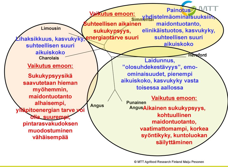 Punainen Angus Painotus yhdistelmäominaisuuksiin, maidontuotanto, elinikäistuotos, kasvukyky, suhteellisen suuri aikuiskoko Hereford Laidunnus, olosuhdekestävyys,