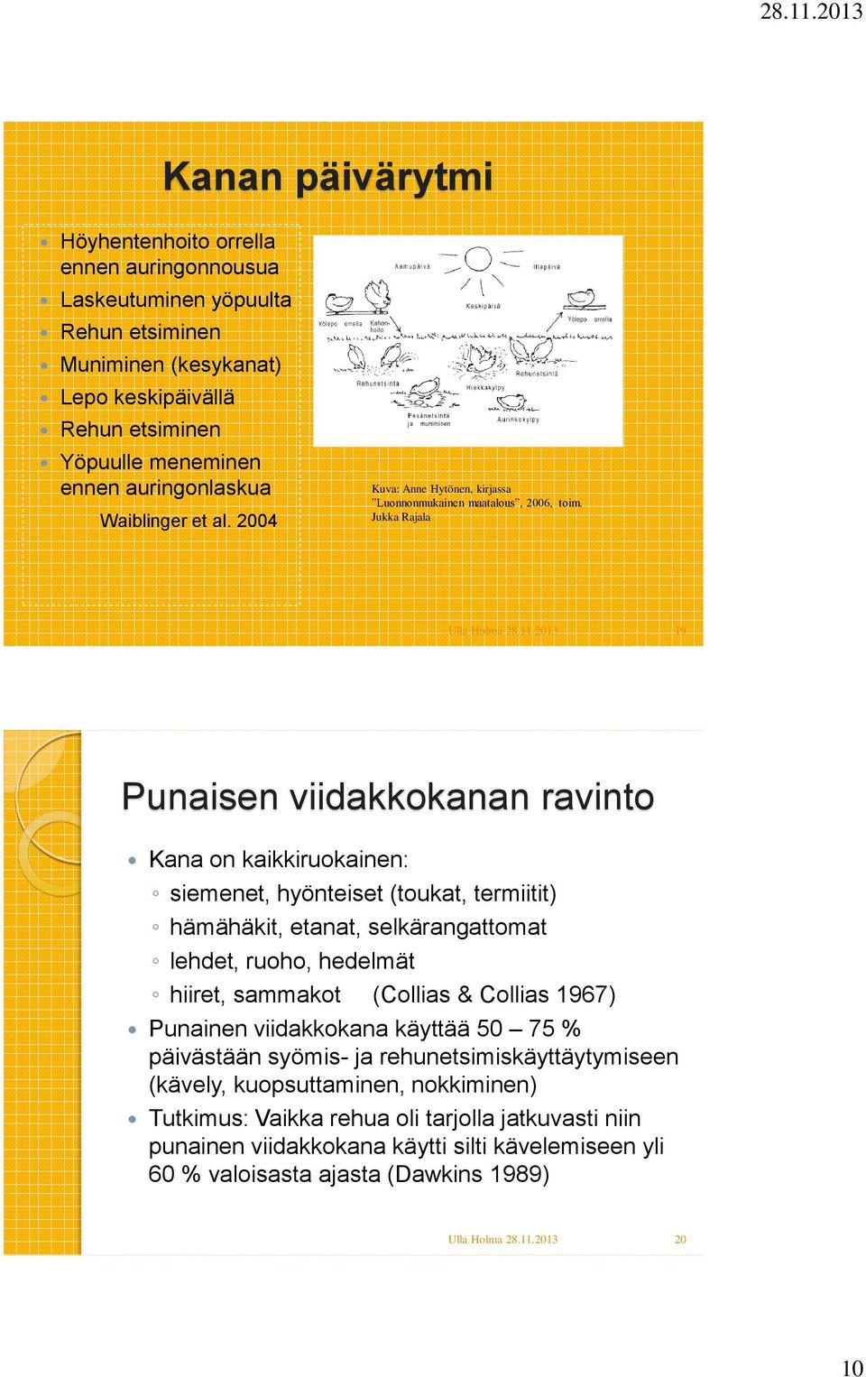 Jukka Rajala 19 Punaisen viidakkokanan ravinto Kana on kaikkiruokainen: siemenet, hyönteiset (toukat, termiitit) hämähäkit, etanat, selkärangattomat lehdet, ruoho, hedelmät hiiret, sammakot