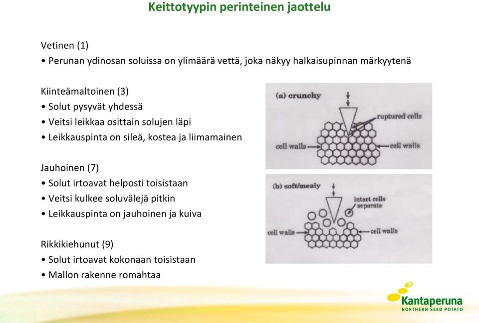 Leikkauspinta on sileä, kostea ja liimamainen Jauhoinen (7) Solut irtoavat helposti toisistaan Veitsi kulkee