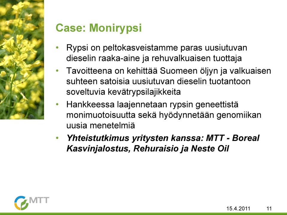 kevätrypsilajikkeita Hankkeessa laajennetaan rypsin geneettistä monimuotoisuutta sekä hyödynnetään genomiikan