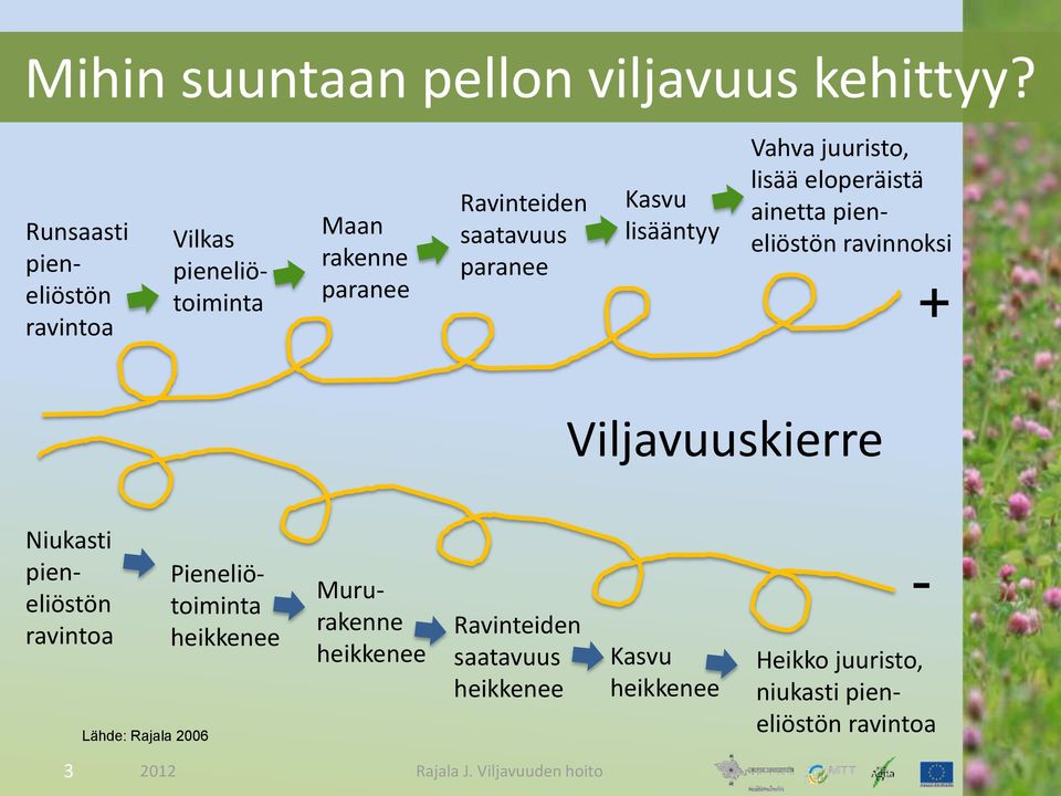 lisääntyy Vahva juuristo, lisää eloperäistä ainetta pieneliöstön ravinnoksi + Viljavuuskierre Niukasti