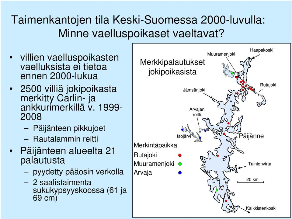 1999-2008 Päijänteen pikkujoet Rautalammin reitti Päijänteen alueelta 21 palautusta pyydetty pääosin verkolla 2 saalistaimenta