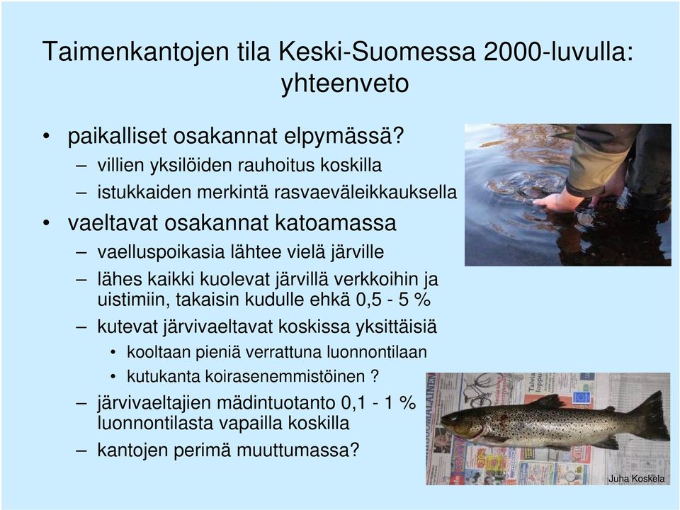 vielä järville lähes kaikki kuolevat järvillä verkkoihin ja uistimiin, takaisin kudulle ehkä 0,5-5 % kutevat järvivaeltavat koskissa