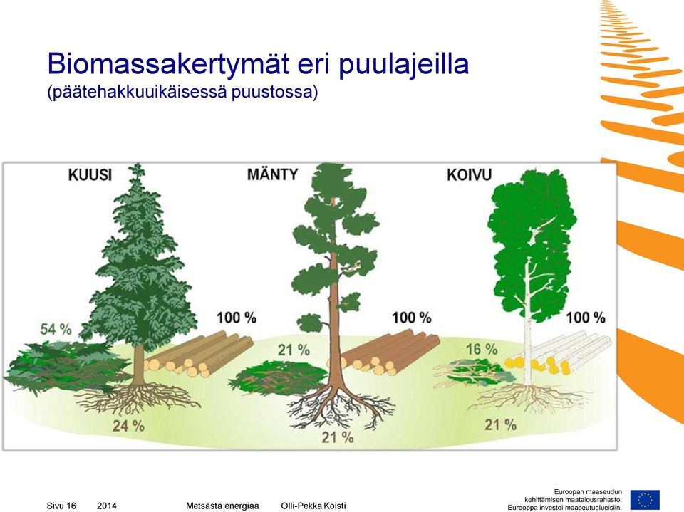 (päätehakkuuikäisessä