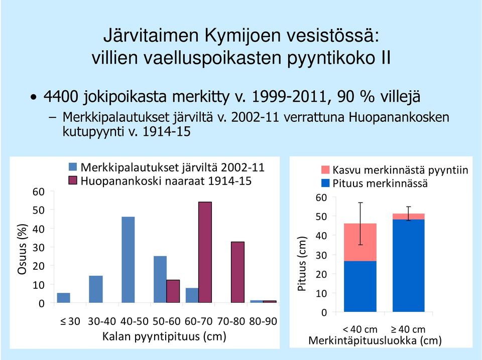 1914-15 Osuus (%) 60 50 40 30 20 10 0 Merkkipalautukset järviltä 2002-11 Huopanankoski naaraat 1914-15 30 30-40 40-50