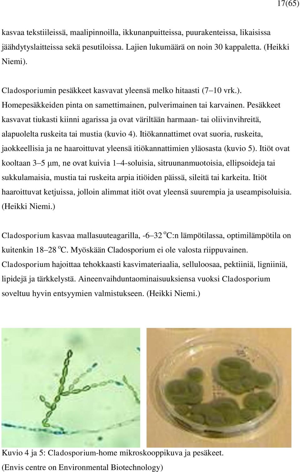 Pesäkkeet kasvavat tiukasti kiinni agarissa ja ovat väriltään harmaan- tai oliivinvihreitä, alapuolelta ruskeita tai mustia (kuvio 4).