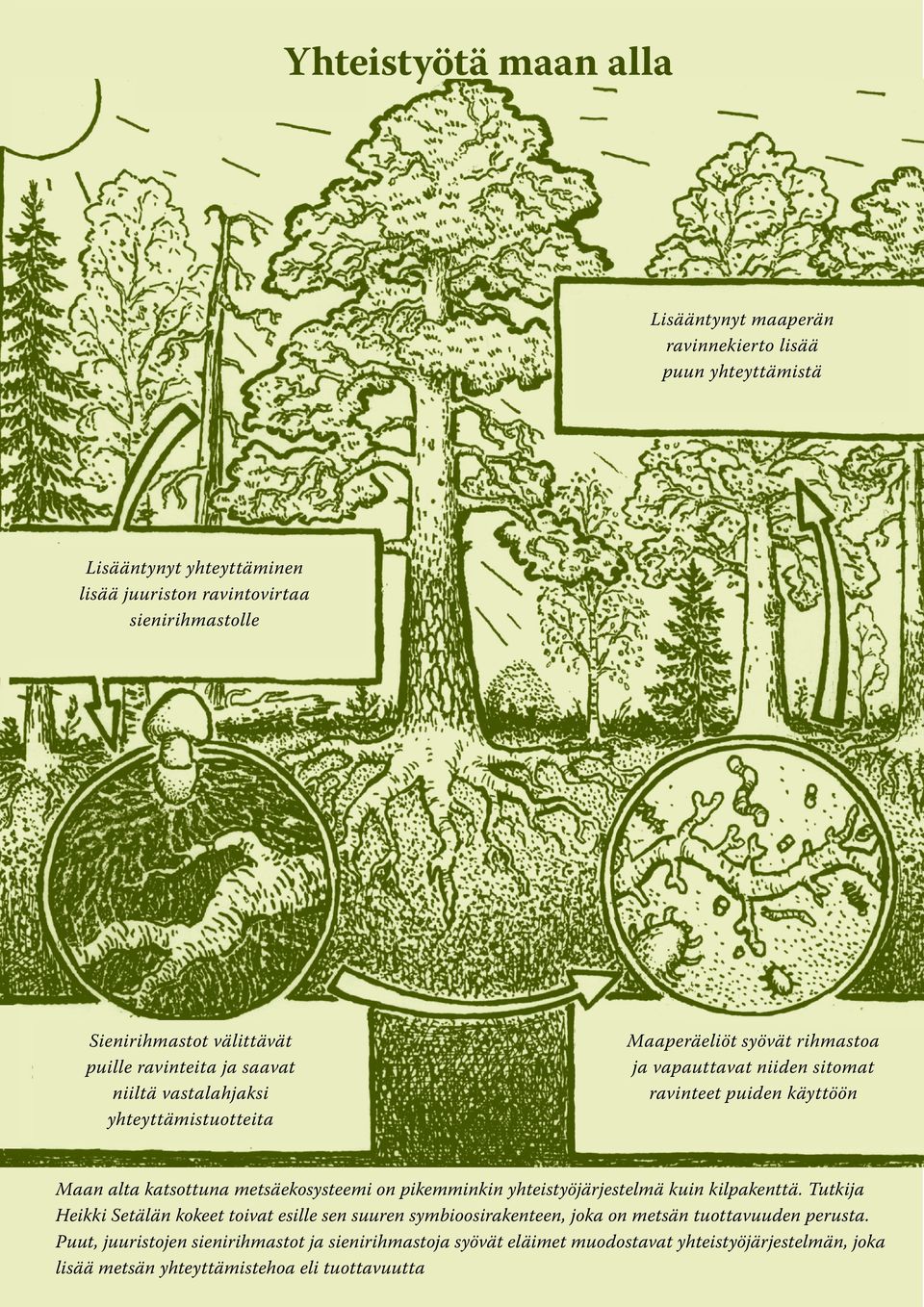 alta katsottuna metsäekosysteemi on pikemminkin yhteistyöjärjestelmä kuin kilpakenttä.