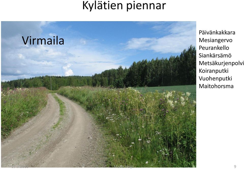 Siankärsämö Metsäkurjenpolvi