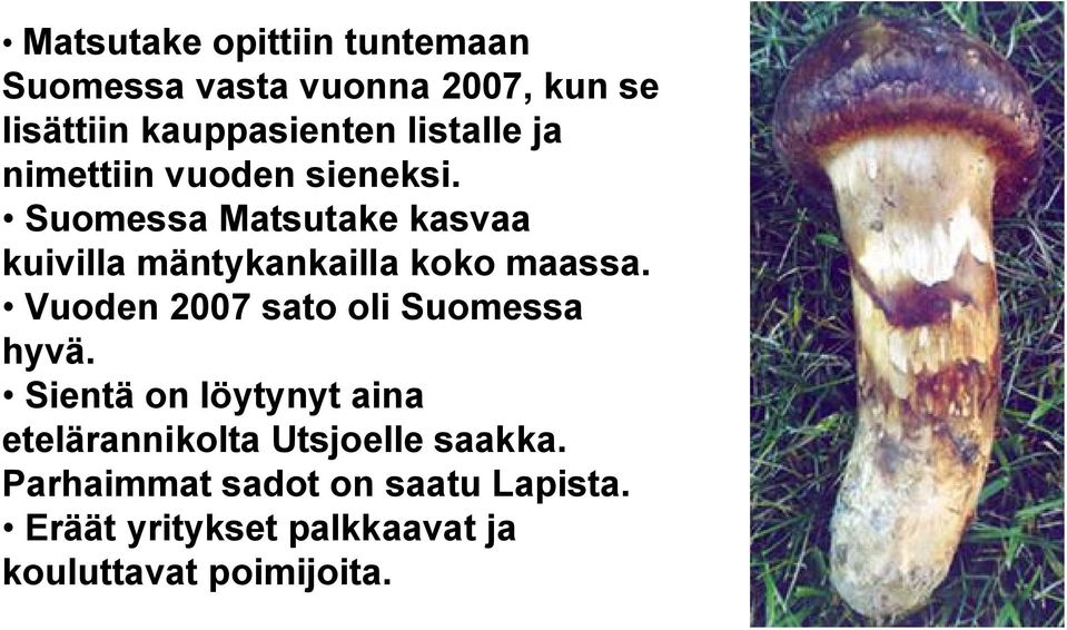 Suomessa Matsutake kasvaa kuivilla mäntykankailla koko maassa.